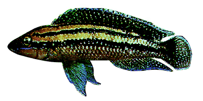 Julidochromis dickfeldi