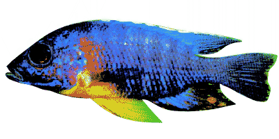 Aulonocara hansbaenschi