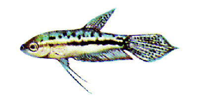 Trichopsis pumila