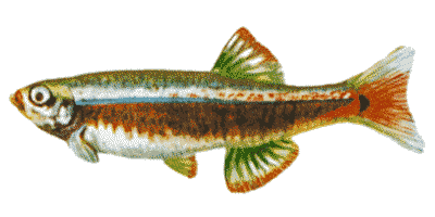 Tanichthys albonubes