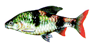 Barbus arulius