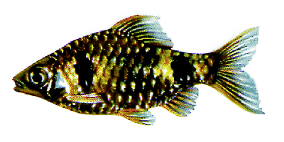 Barbus cumingii