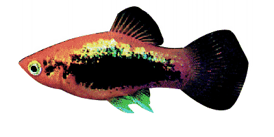 Xiphophorus maculatus