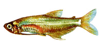 Prionobrama filigera
