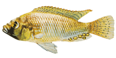 Astatotilapia burtoni