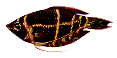 Sphaerichthys osphromenoides osphrom..