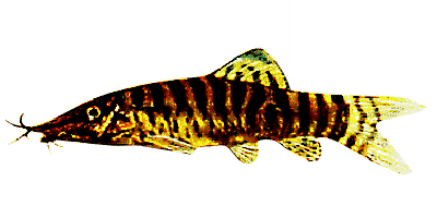Tiger botia