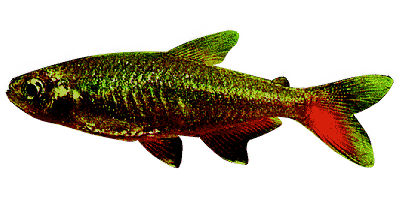 Aphyocharax anistisi