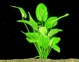 Echinodorus schlüteri