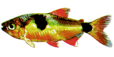 Exodon paradoxus