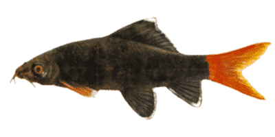 Epalzeorhynchus bicolor