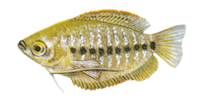 Colisa labiosa