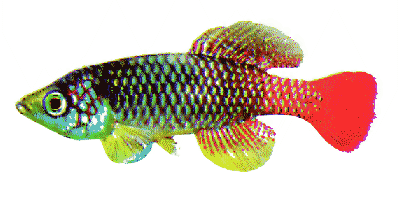 Nothobranchius guentheri