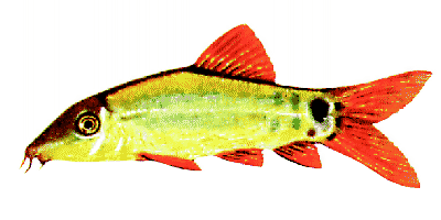 Rotflossen-Prachtschmerle