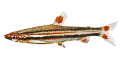 Nannostomus trifasciatus