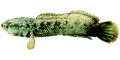 Blauer Schlangenkopffisch