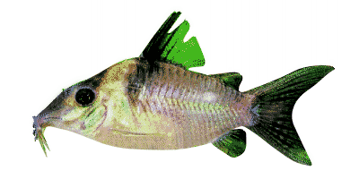 Sailfin Corydoras