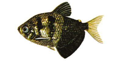Gymnocorymbus ternetzi