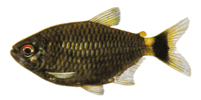 Moenkhausia sanctaefilomenae