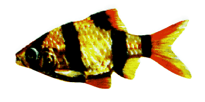 Barbus tetrazona