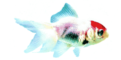 Carassius auratus