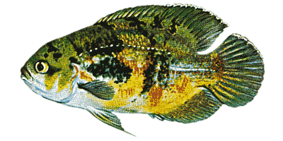 Astronotus ocellatus