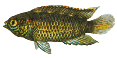 Nannacara anomala
