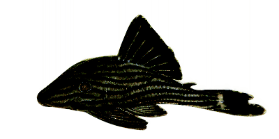 Panaque nigrolineatus
