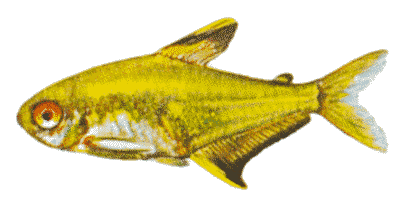 Hyphessobrycon pulchripinnis