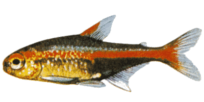 Hemigrammus erythrozonus
