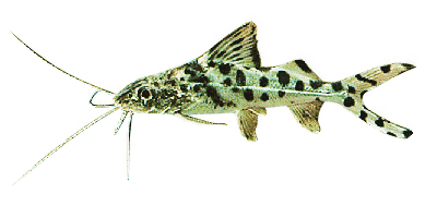 Pimelodus pictus