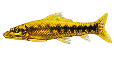 Gyrinocheilus aymonieri