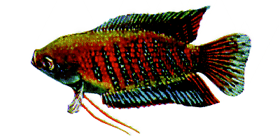 Banded Gourami