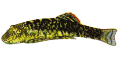 Gastromyzon punctulatus