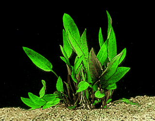 Cryptocoryne becketti