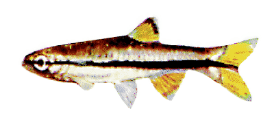 Brillant Rasbora