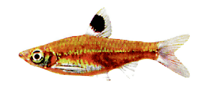 Eyespot Rasbora