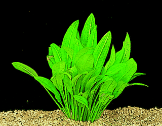 Echinodorus parviflorus