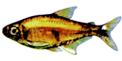 Gold-Tetra