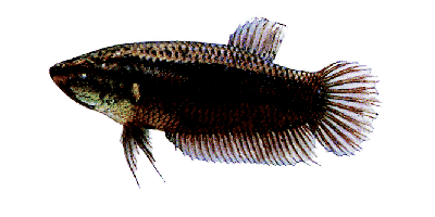 Betta splendens