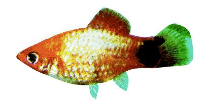 Xiphophorus maculatus