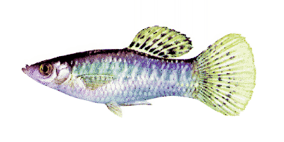 Poecilia sphenops