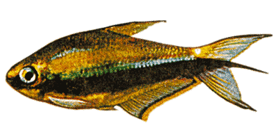Kaisersalmler