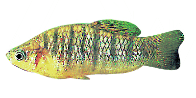 Limia nigrofasciata