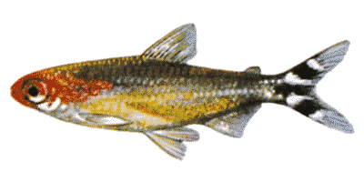 Rummy Nose Tetra