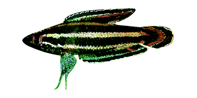 Parosphromenus deissneri