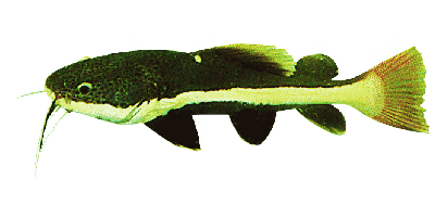 Phractoceph. Hemioliopterus