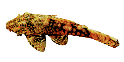 Ancistrus temminckii