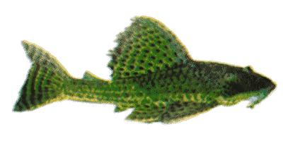 Hypostomus punctatus