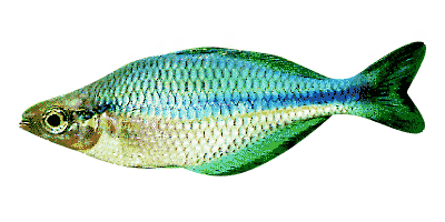 Blauer Regenbogenfisch